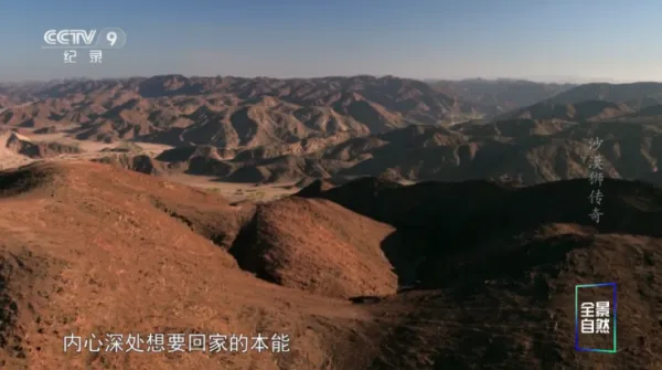 哪吒影院TV版下载免费版