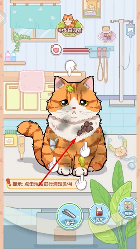 糖果猫