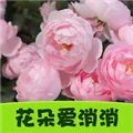 花朵爱消消红包版下载